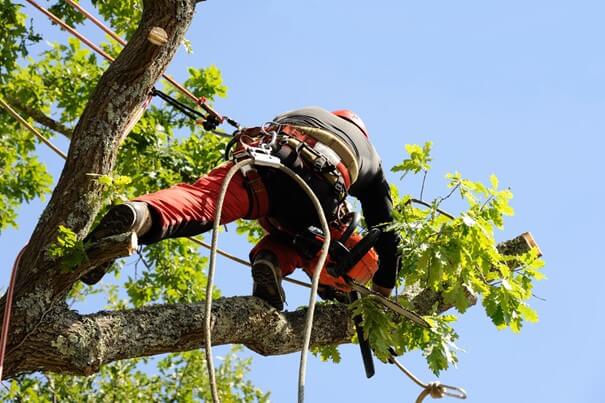 Élagage et abattage sécurisé d’arbres à Saint-Julien-en-Genevois par Elagage FJ Services